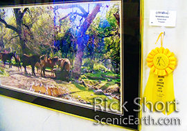 A Photograph of Horses with a prize ribbon from an art show
