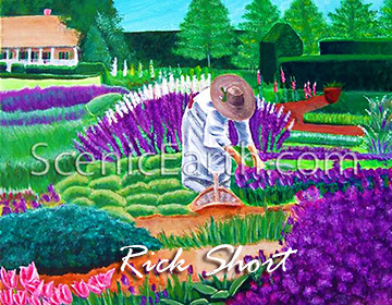 An original acrylic painting of a woman tending her backyard lavender garden