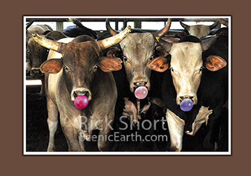 A photograph of three bulls in a row blowing bubble gum together.