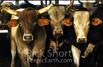 The Three Amigos Bulls huddled together staring into the camera